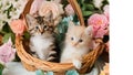 Two little kittens sitting in a basket with roses Royalty Free Stock Photo